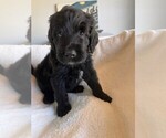 Puppy 6 Goldendoodle