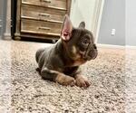 Puppy 1 French Bulldog