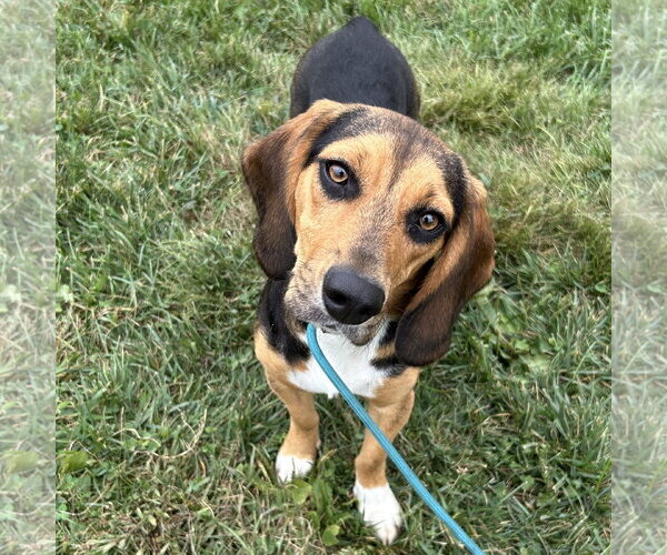 Medium Photo #1 Bagle Hound Puppy For Sale in Batavia, OH, USA