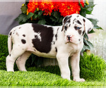 Small Photo #90 Great Dane Puppy For Sale in WAKARUSA, IN, USA