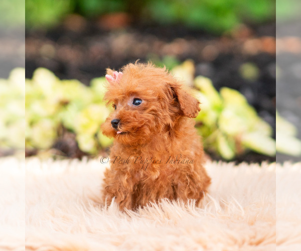 Medium Photo #92 Maltipoo (Miniature) Puppy For Sale in WARSAW, IN, USA
