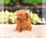 Small Photo #92 Maltipoo (Miniature) Puppy For Sale in WARSAW, IN, USA