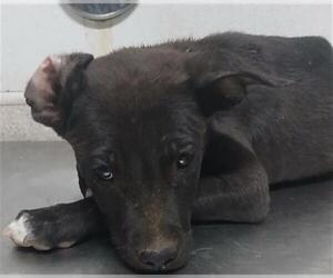 American Pit Bull Terrier Dogs for adoption in Bakersfield, CA, USA
