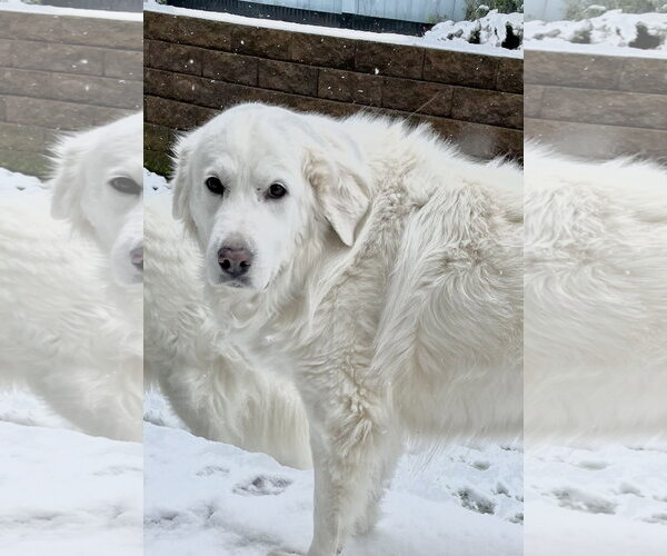 Medium Photo #3 Great Pyrenees Puppy For Sale in Spring, TX, USA