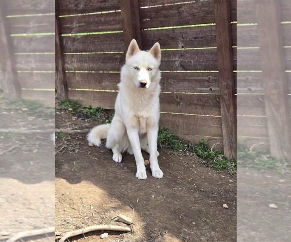 Medium Photo #1 Siberian Husky Puppy For Sale in NASHVILLE, TN, USA