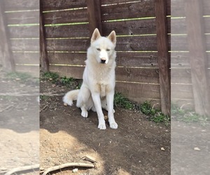 Mother of the Siberian Husky puppies born on 01/03/2026