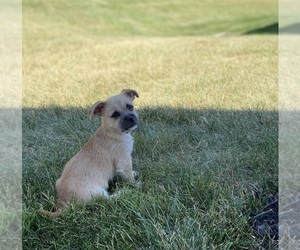 Chorkie Dogs for adoption in RED LION, PA, USA