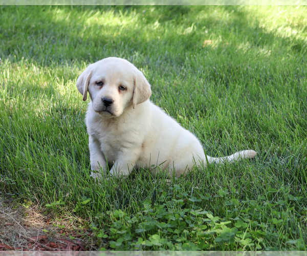 Medium Photo #2 Labrador Retriever Puppy For Sale in SYRACUSE, IN, USA