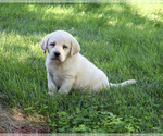 Small #1 Labrador Retriever