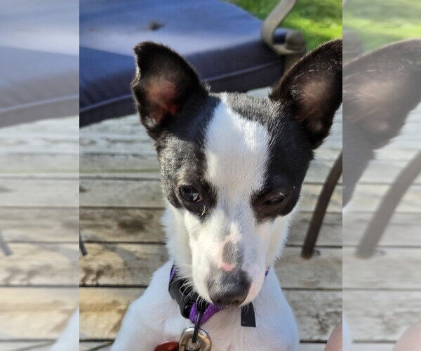 Medium Photo #3 Chihuahua-Unknown Mix Puppy For Sale in Bellingham, WA, USA