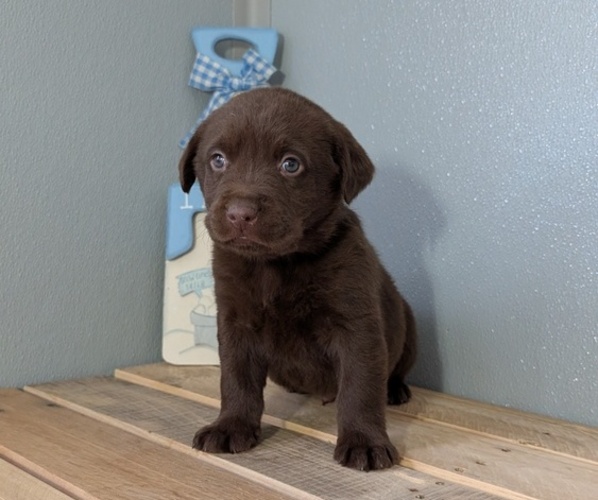 Medium Photo #9 Labrador Retriever Puppy For Sale in GOSHEN, IN, USA