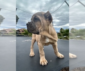 Cane Corso Litter for sale in OCEANSIDE, CA, USA