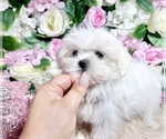 Small Photo #101 Maltese Puppy For Sale in HAYWARD, CA, USA