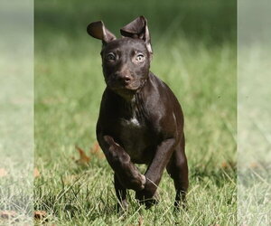 Frame - Male Chocolate Labrador retriever-Pointer Mix Dog for Adoption - Photo #6