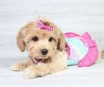 Small Photo #11 Maltipoo Puppy For Sale in LAS VEGAS, NV, USA