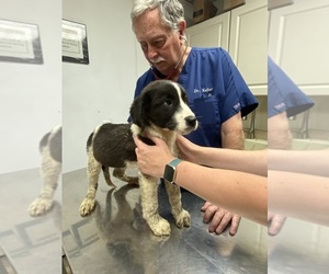 Newfoundland-Saint Bernard Mix Puppy for Sale in VARNA, Illinois USA