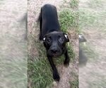 Small Photo #5 Labrador Retriever-Unknown Mix Puppy For Sale in Glenwood, GA, USA