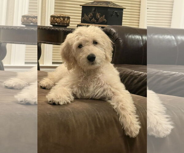 Medium Photo #1 Goldendoodle Puppy For Sale in Fort Worth, TX, USA