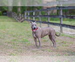 Small #9 Mutt