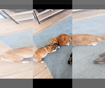 Small Photo #1 Pembroke Welsh Corgi Puppy For Sale in HAVELOCK, NC, USA