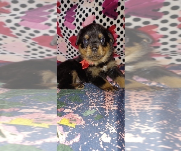 Medium Photo #1 Rottweiler Puppy For Sale in DRAPER, VA, USA