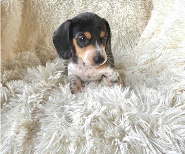 Medium Photo #9 Dachshund Puppy For Sale in WEBSTER, FL, USA
