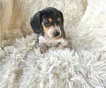 Small Photo #9 Dachshund Puppy For Sale in WEBSTER, FL, USA