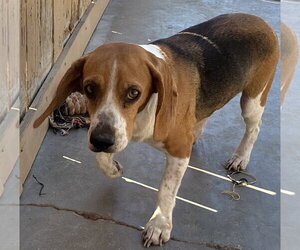 Beagle Dogs for adoption in Apple Valley, CA, USA