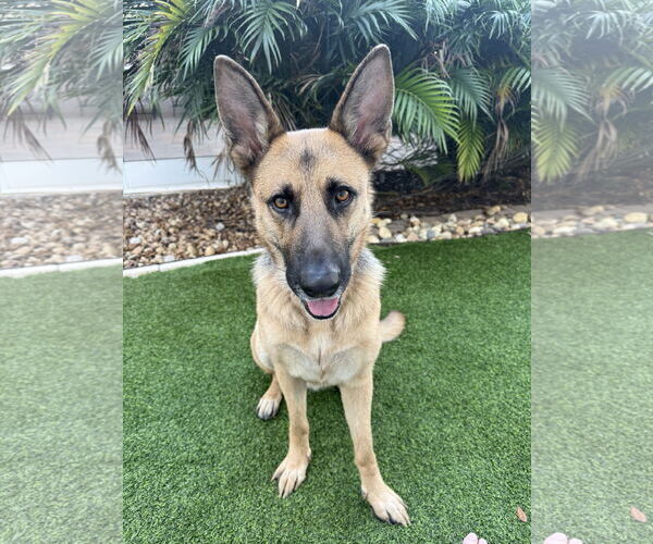 Medium Photo #4 German Shepherd Dog Puppy For Sale in Lighthouse Point, FL, USA