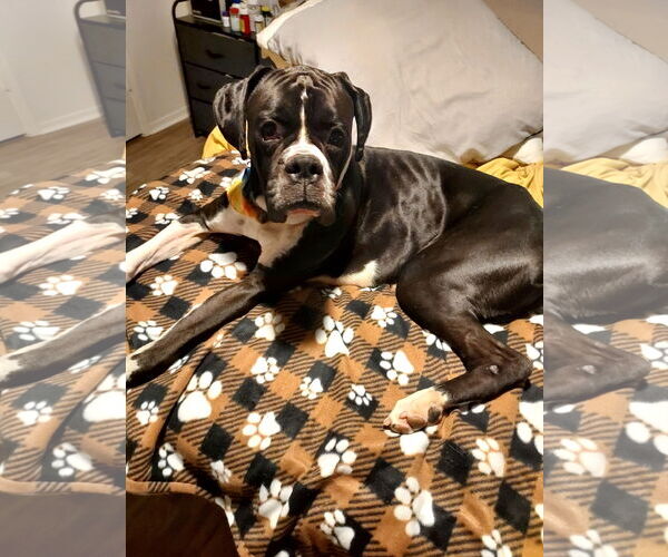 Medium Photo #5 Boxer Puppy For Sale in  Katy, TX, USA