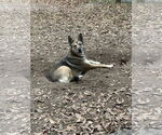 Small #1 German Shepherd Dog Mix