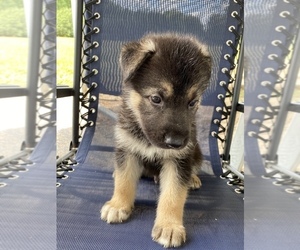 German Shepherd Dog-Siberian Husky Mix Puppy for sale in HAZLEHURST, GA, USA