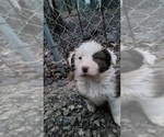 Small #3 Border Collie