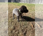 Small #29 German Shorthaired Pointer