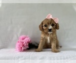 Puppy Buttercup Cavapoo