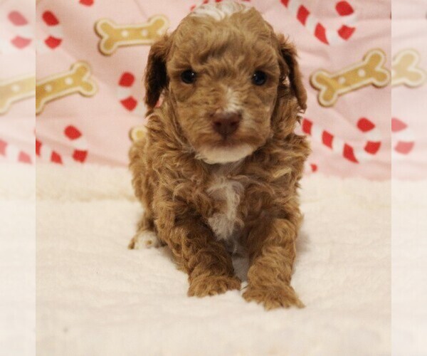 Medium Photo #7 Poodle (Toy) Puppy For Sale in COATESVILLE, PA, USA
