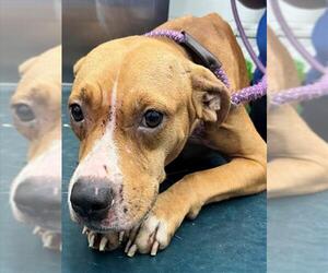 American Bulldog-Unknown Mix Dogs for adoption in Mobile, AL, USA