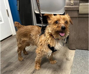 Mutt Dogs for adoption in Stanhope, NJ, USA