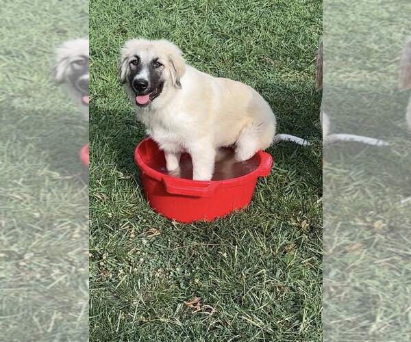 Medium Photo #2 Anatolian Pyrenees Puppy For Sale in Harrison, AR, USA