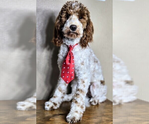 Medium Photo #1 Goldendoodle (Miniature) Puppy For Sale in CRAWFORDSVLLE, IA, USA