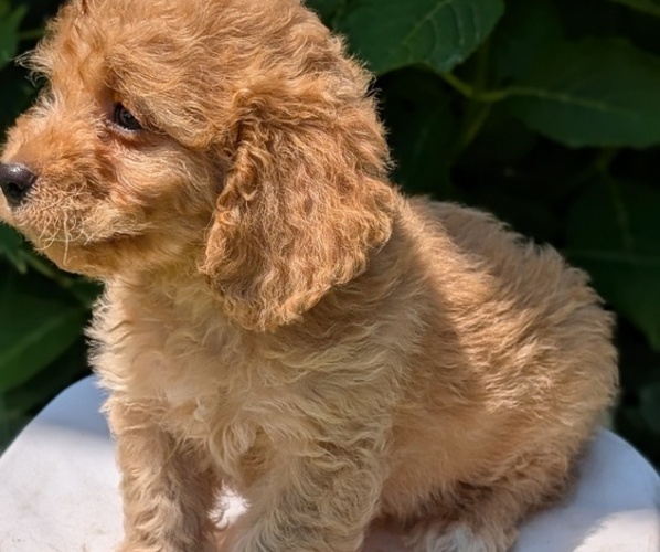 Medium Photo #32 Cavapoo Puppy For Sale in GOSHEN, IN, USA
