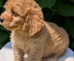Small Photo #32 Cavapoo Puppy For Sale in GOSHEN, IN, USA