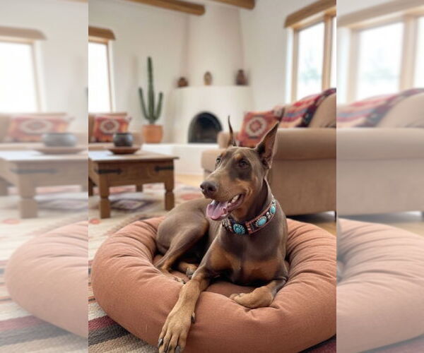 Medium Photo #2 Doberman Pinscher Puppy For Sale in Pena Blanca, NM, USA