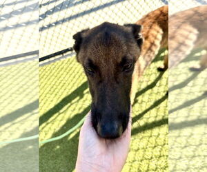 Lorcan Woodley - SC - Male Mutt Dog for Adoption - Photo #7