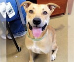 Small #1 Black Mouth Cur