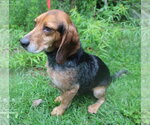 Small #12 Beagle