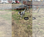 Small Photo #1 Australian Cattle Dog Puppy For Sale in ARLINGTON, WA, USA