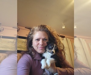 Miniature Australian Shepherd Puppy for sale in WILLIAMSBURG, CO, USA