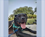 Small #50 American Pit Bull Terrier