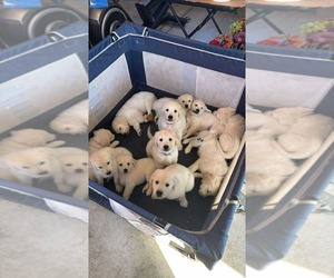 Golden Retriever Litter for sale in WILTON, CA, USA